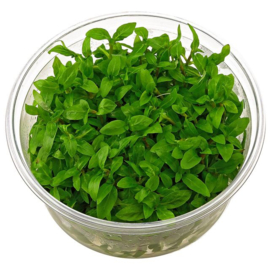 Staurogyne Repens In-Vitro cup 100cc