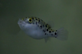 Dichotomyctere nigroviridis / kogelvis