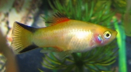 Xipho. maculatus gold /Platy goud
