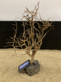 Osaka Bonsai Tree nr 13 - 25x10x37cm - aquascaping boom