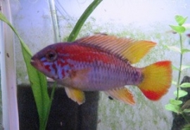 Apistogramma viejita red / Dwerg cichlide