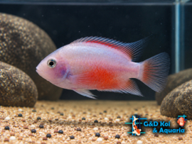 Amatitlania nigrofasciata Albino / Cichlasoma nigrofasiatus / Zebra Cichlide Albino