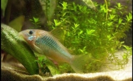 corydoras aeneus (schultzei) / pantsermeerval