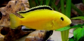 pseudotropheus caeruleus