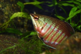sphaerichthys vaillanti / Samurai gourami