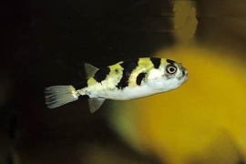 Colomesus Asellus / Zoetwater Kogelvis