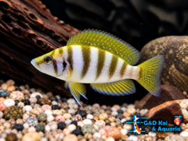 Altolamprolog calvus Yellow/ Calvus Yellow