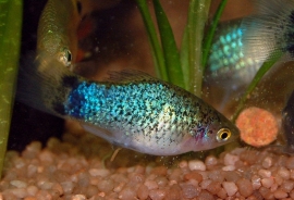 maculatus blue koraal / Platy Blauw