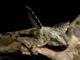 Rhinoloricaria Lanceolata  / meerval