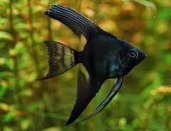 Pterophyllum scalare  Black / Maanvis Zwart