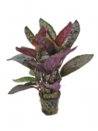 HEMIOGRAPHIS COLORATA