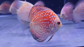 Symphysodon Aequifasciatus /  Discusvis Golden Rainbow