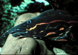 Mastacembelus Erythrotaenia / Stekelaal