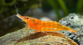 Caridina CF. Propinqua Golden Sunset / Golden Sunset garnaal