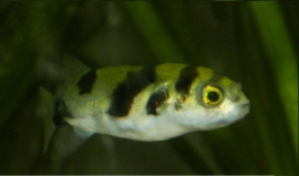 Colomesus Asellus / Zoetwater Kogelvis