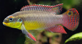 Pelvicachromis Taeniatus molive / Kersenbuik cichlide