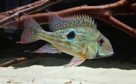 Geophagus Rhabdotus