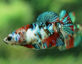 Betta splendens Galaxy Koi Plakat female  / Siamese kempvis vrouw