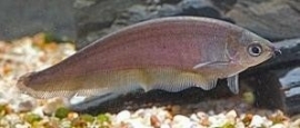 Xenomystus Nigri / Afrikaanse mesvis