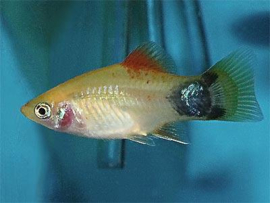Xipho. Maculatus Gold Mickey  / Platy Goud Mickey