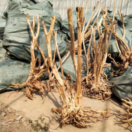 Boutique stump L 85-100cm