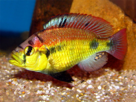 Haplochromis sp. Yellow Belly