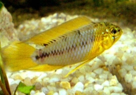 Apistogramma Borelli / Dwerg cichlide