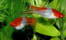 Xipho. Helleri  koi/ zwaarddrager Koi