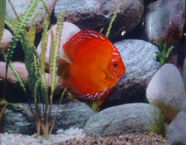 Symphysodon / Stendker Discus Marlboro Rood