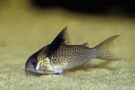 Corydoras Melanistius / Pantsermeerval