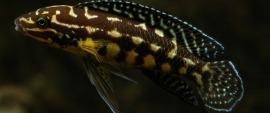 Julidochromis Marlieri / Tanganyika Cichlide