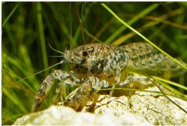 Cambarellus puer / jongens dwergkreeft