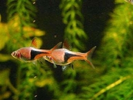 rasbora espei / kegelvlek