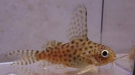 Synodontis Eupterus / Verdervin meerval