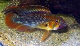 Apistogramma Wilhelmi  / dwerg cichlide