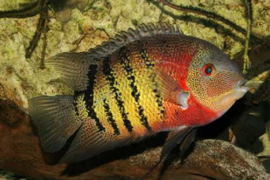 Heros Severum RotKeil / Cichlasoma