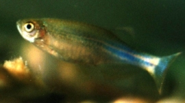 Brachydanio Albolineatus / Blauwe danio