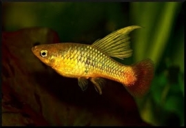 Xipho. Maculatus Hifin / Hoogvin Platy