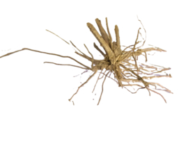 Driftwood Selected DW8 - 50x35x20cm