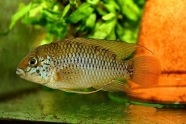 Apistogramma Alacrina / dwergcichlide