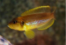 Lamprologus Ocelatus gold / Schelpen cichlide