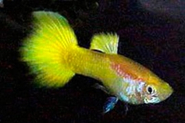 Poecilia reticulata  Lemon/ Guppy geel Lemon