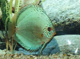 Symphysodon / Stendker Discus Vlak Turqouise