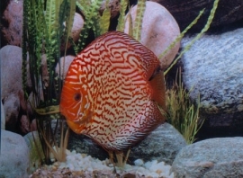 Symphysodon / Stendker Discus Pigeon Blood Rood