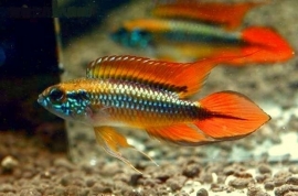 Apistogramma agassizii / dwerg cichlide