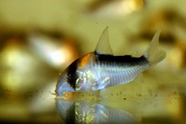 Corydoras Adolfoi / Pantsermeerval