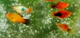 maculatus blue koraal / Platy Blauw