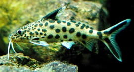 Synodontis Multipunctatus / meerval