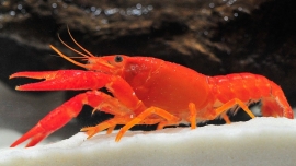 Procambarus clarkii, Neon super Orange