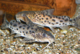 Synodontis Njassae / meerval